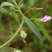 Pigea enneasperma (L.) P.I.Forst.